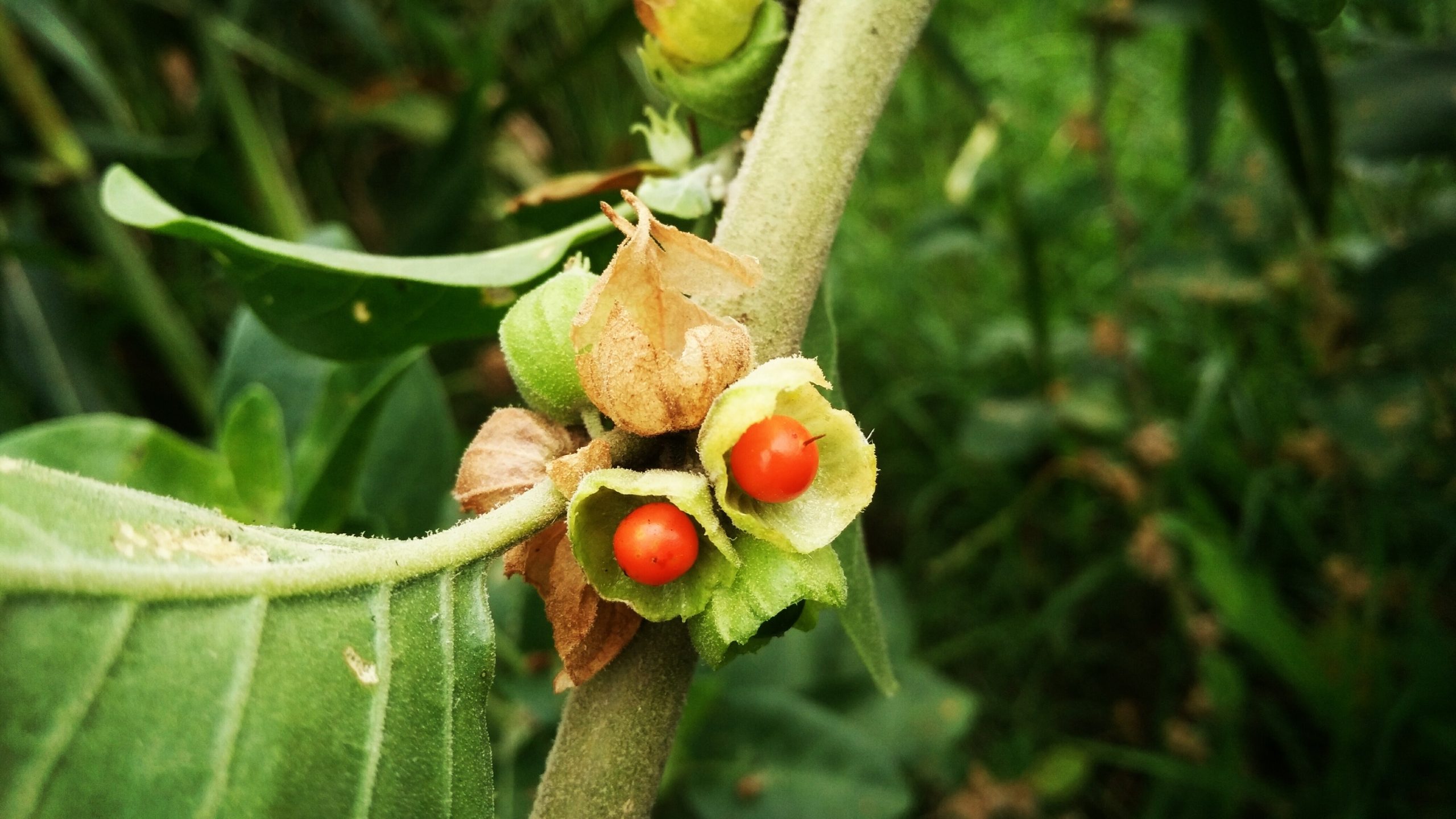 Ashwagandha (Withania somnifera)