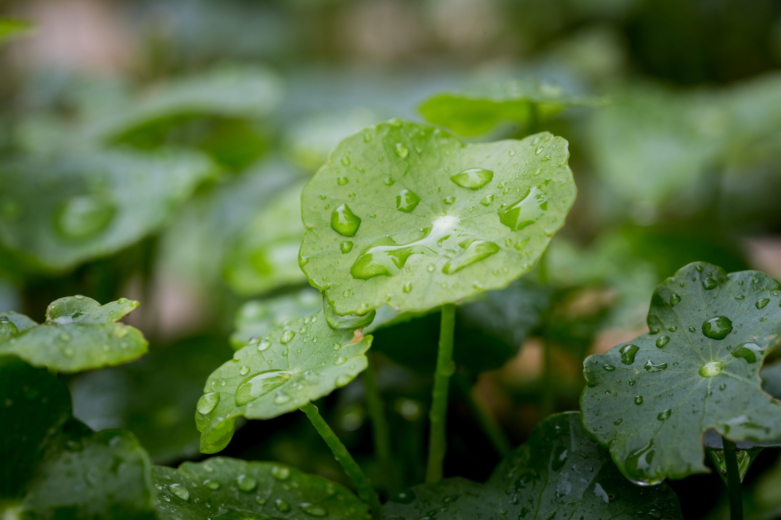 Gotu kola (Centella asiatica)