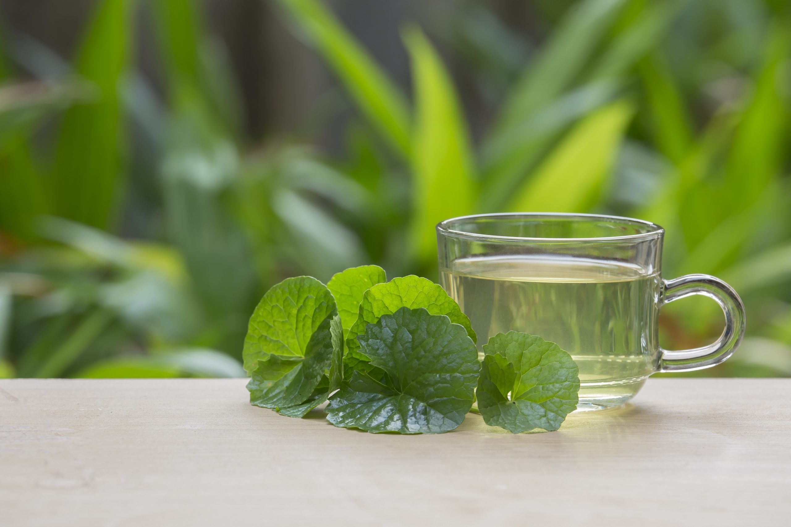 Gotu kola (Centella asiatica)
