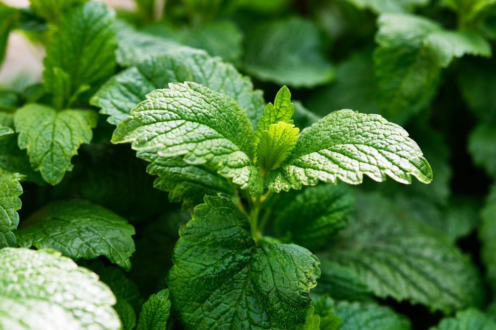 Lemon balm (Melissa officinalis)