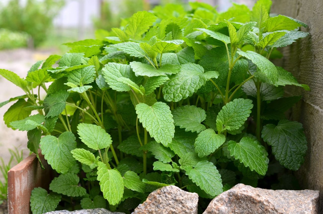 Lemon balm (Melissa officinalis)