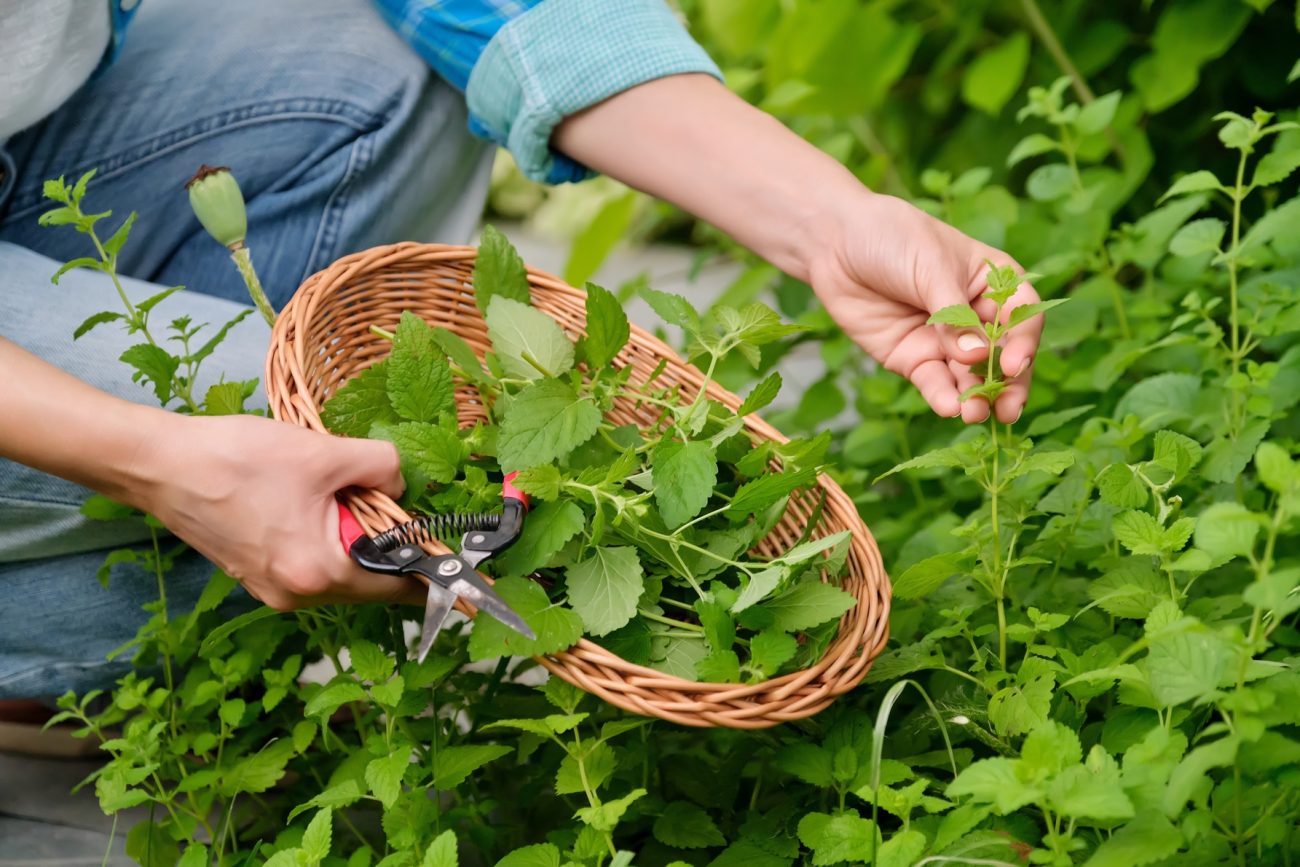 Lemon balm (Melissa officinalis)