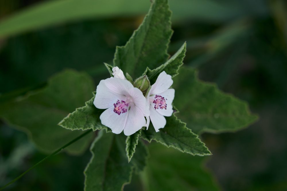 Marshmallow (Althaea officinalis)