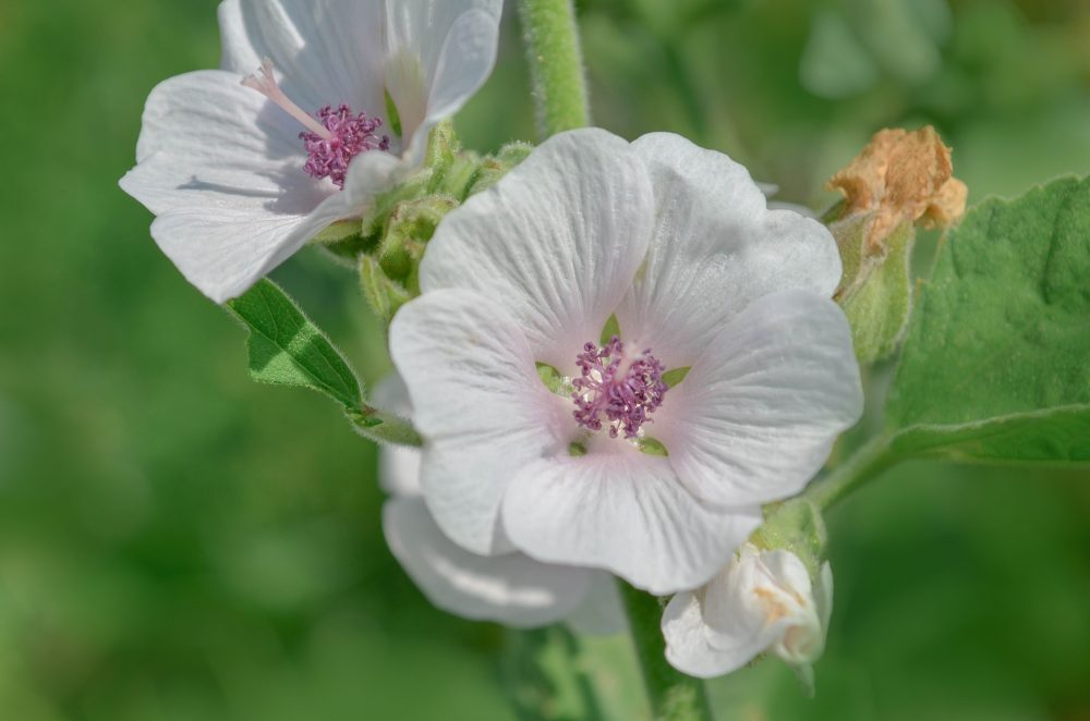Marshmallow (Althaea officinalis)