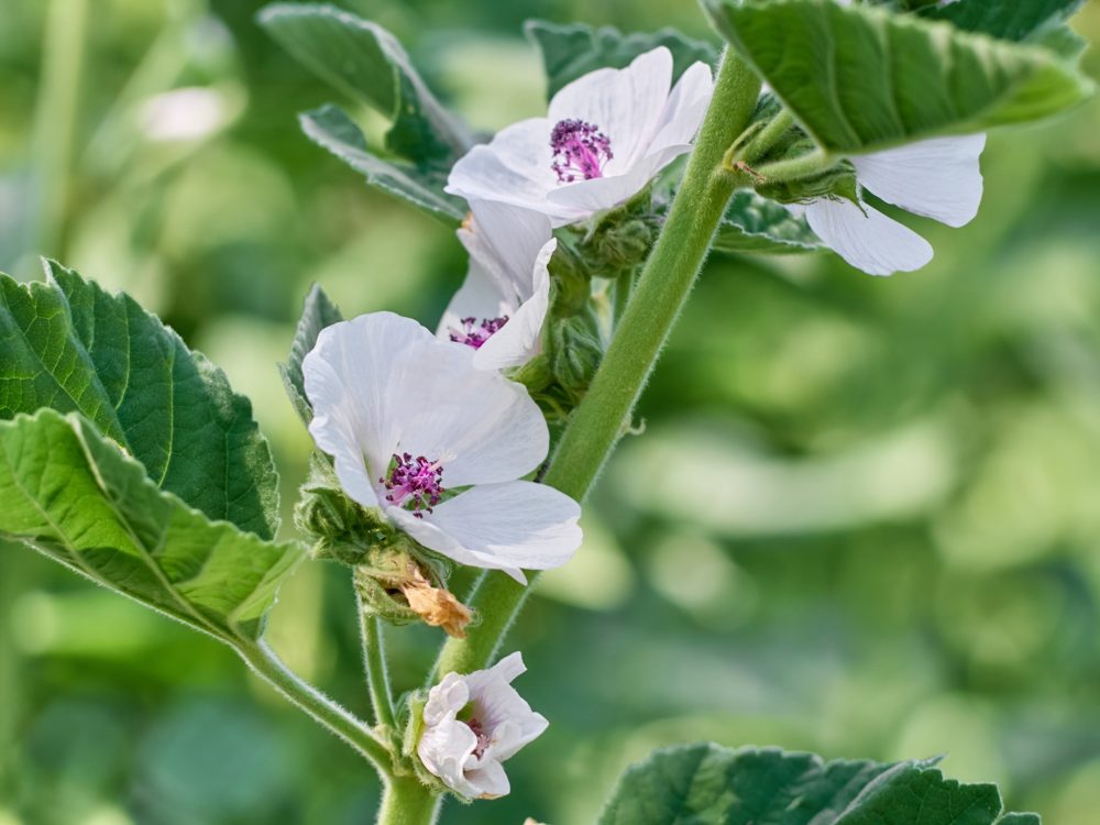 Marshmallow (Althaea officinalis)