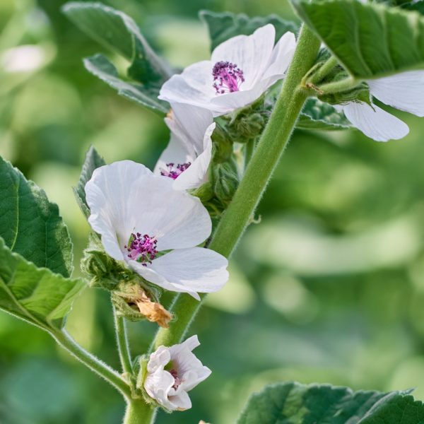 Marshmallow (Althaea officinalis)
