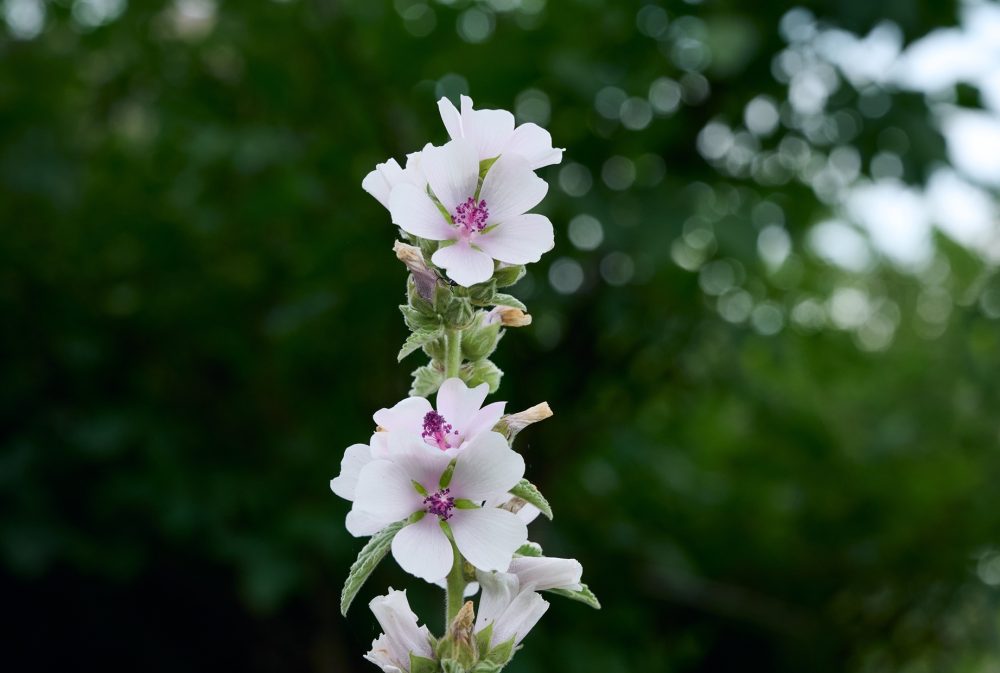 Marshmallow (Althaea officinalis)