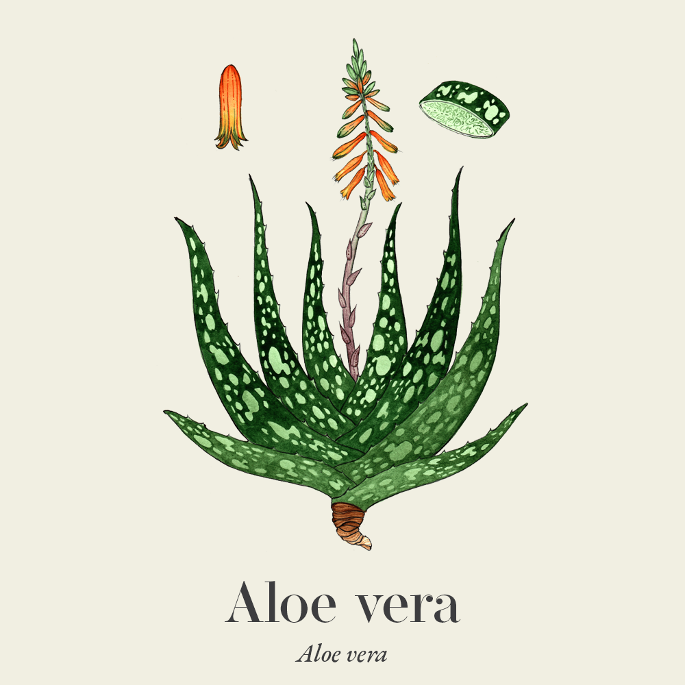 Aloe vera (Aloe vera)