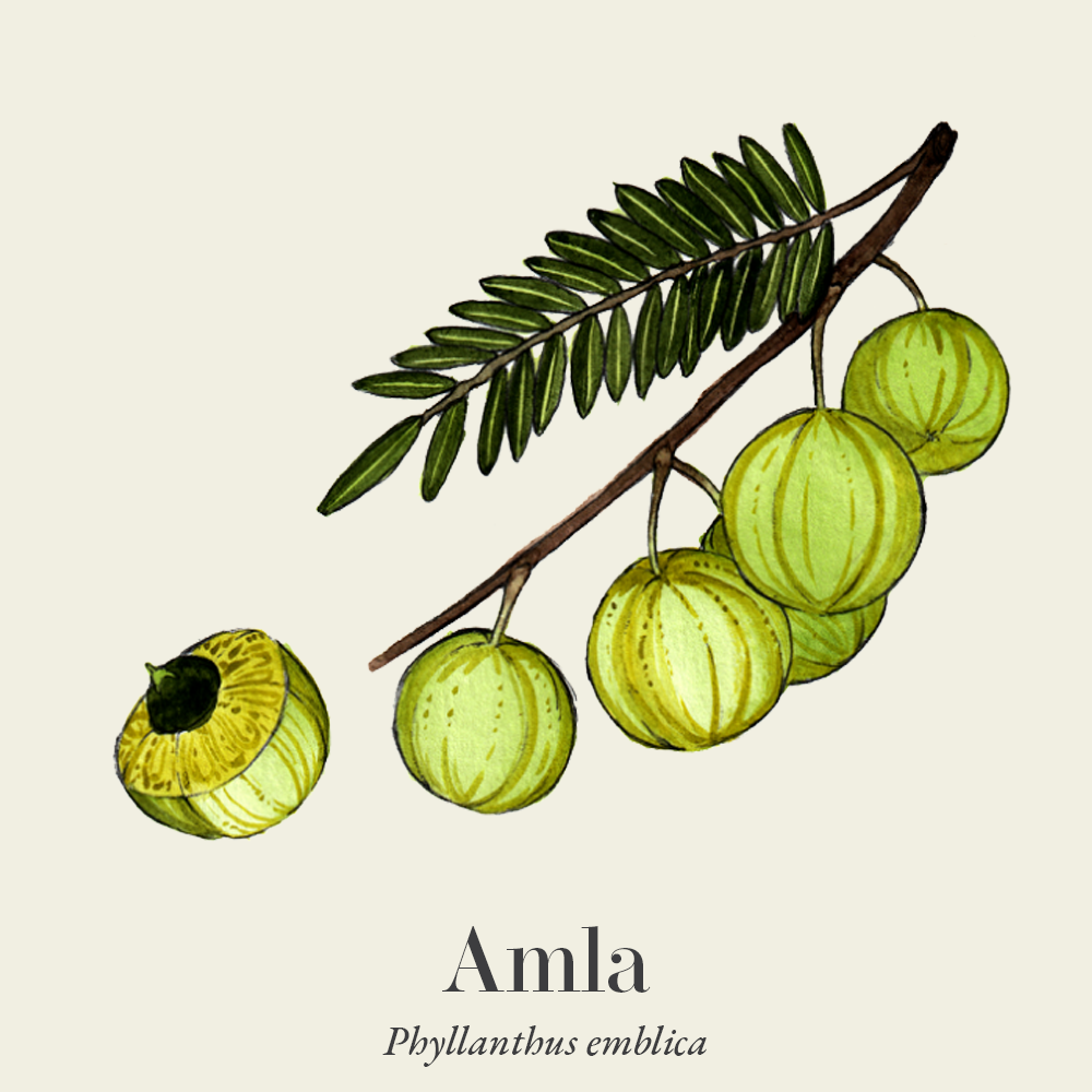 Amla (Phyllanthus emblica)