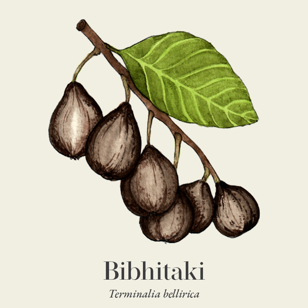 Bibhitaki (Terminalia bellirica)