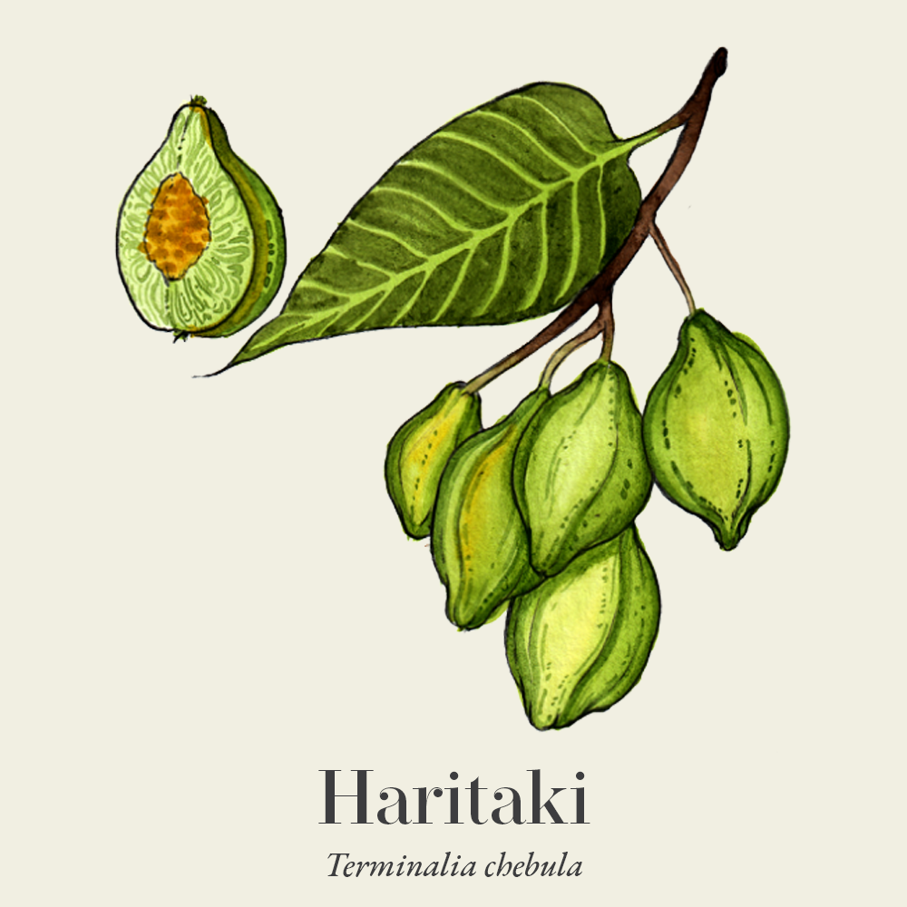 Haritaki (Terminalia chebula)