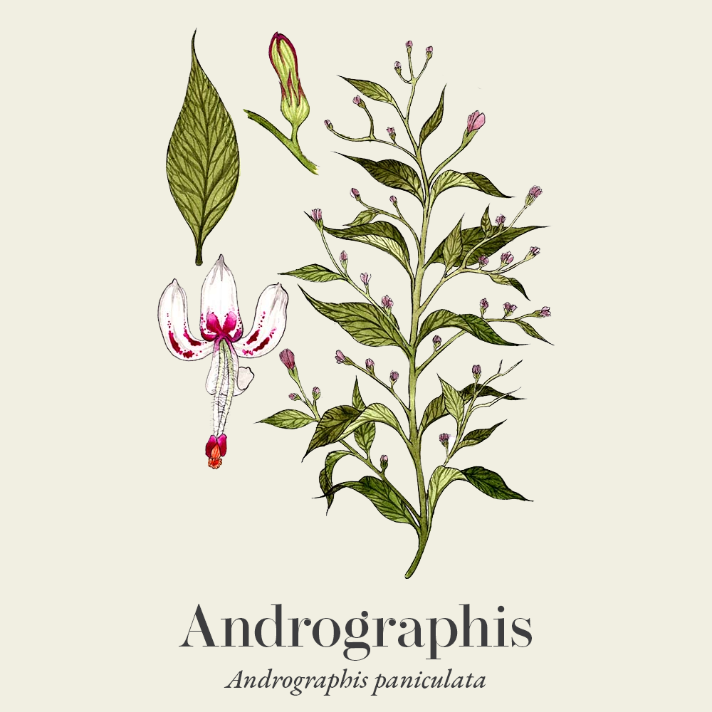 Andrographis (Andrographis paniculata)