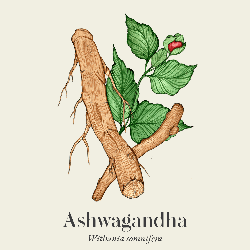 Ashwagandha (Withania somnifera)