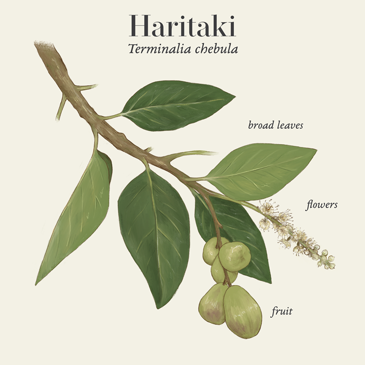 Haritaki (Terminalia chebula)