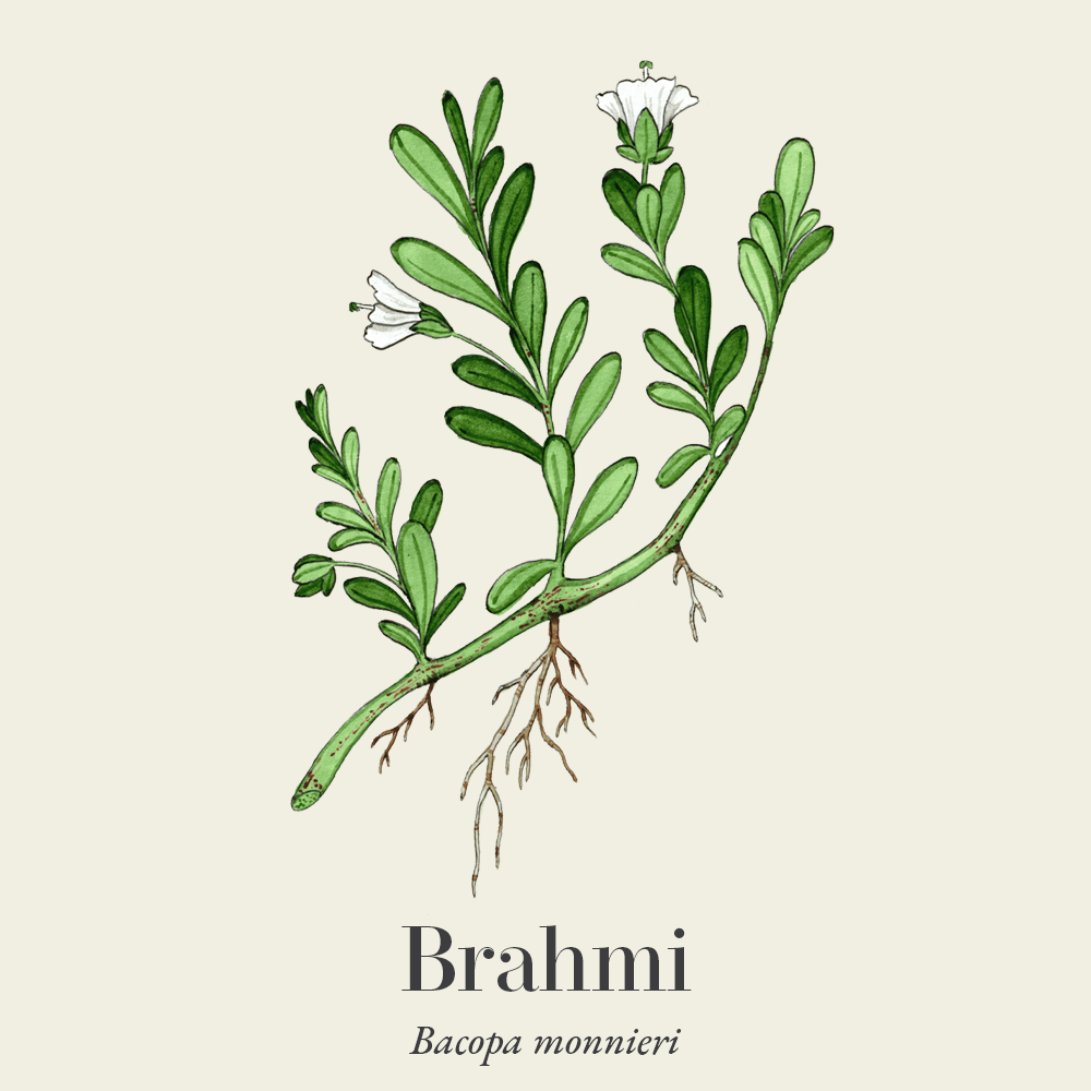 Brahmi (Bacopa monnieri)