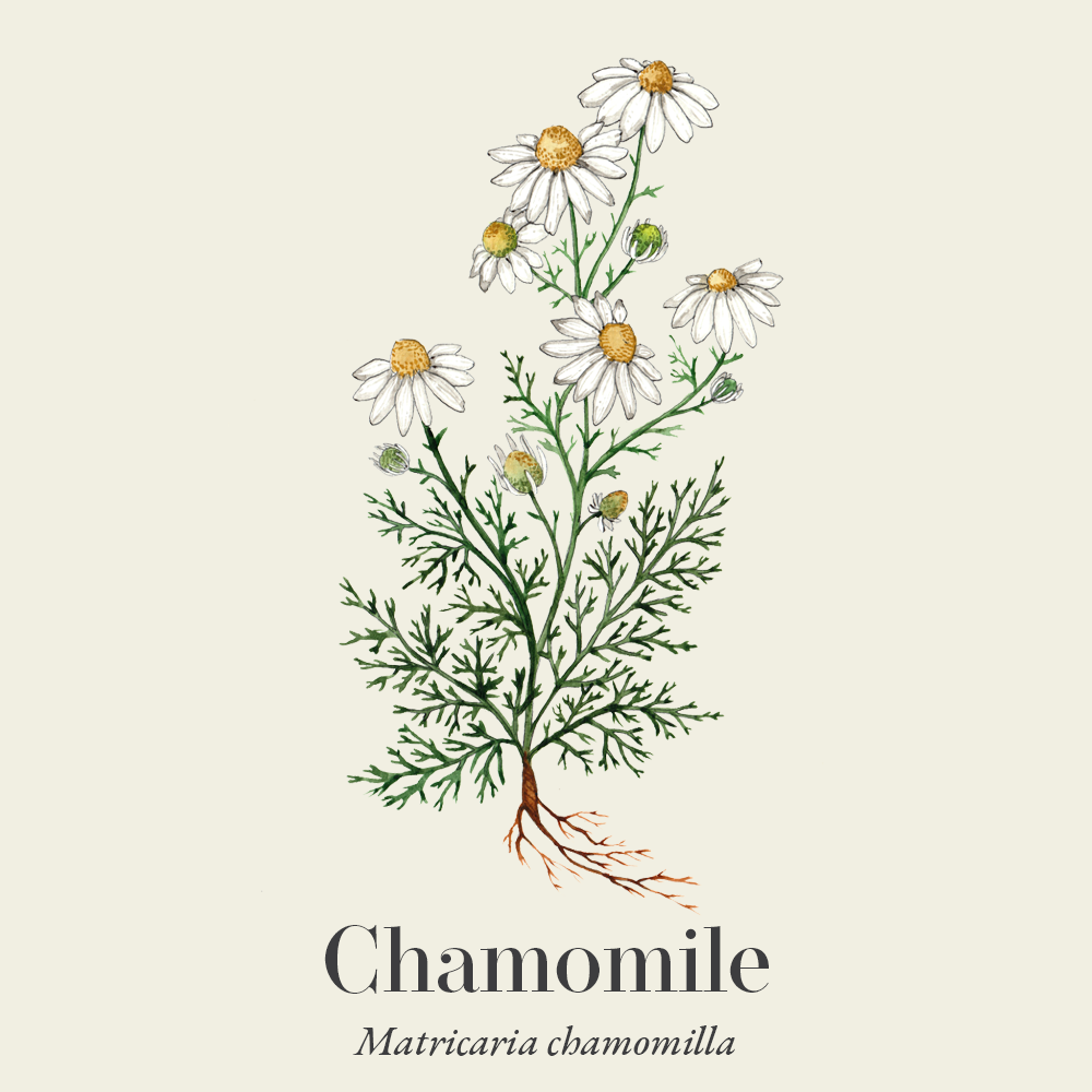 Chamomile (Matricaria chamomilla)