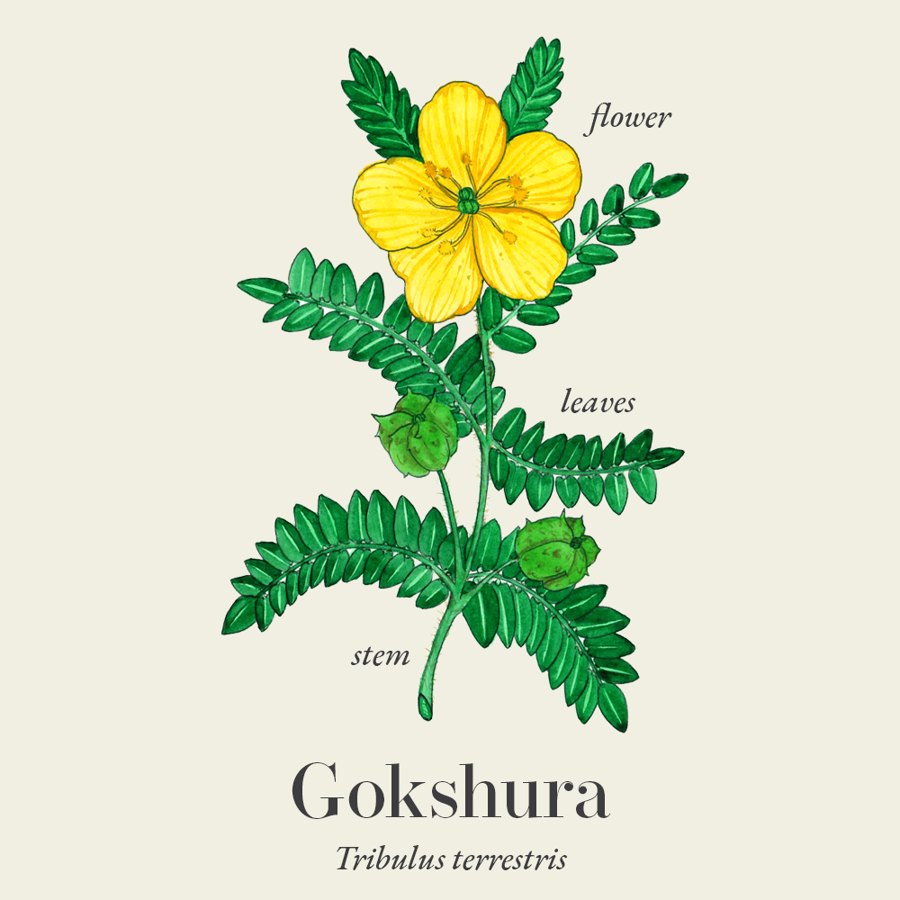 Gokshura (Tribulus terrestris)