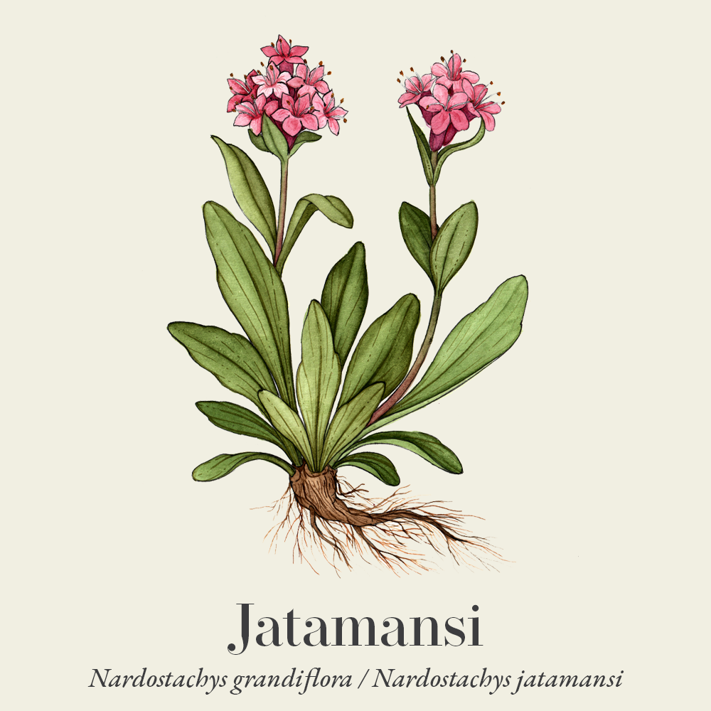 Jatamansi (Nardostachys jatamansi)