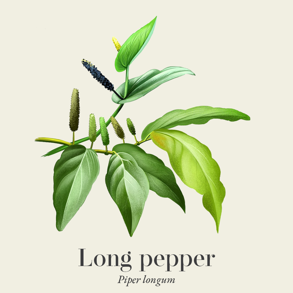 Long pepper (Piper longum)