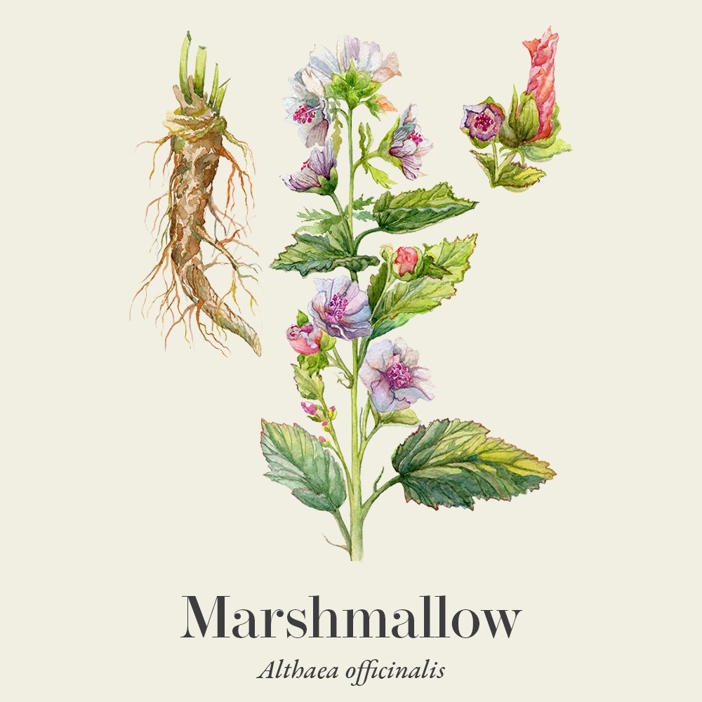 Marshmallow (Althaea officinalis)