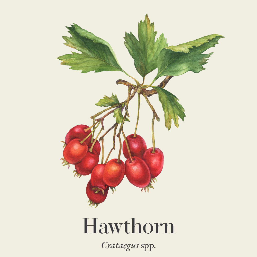Hawthorn (Crataegus spp.)