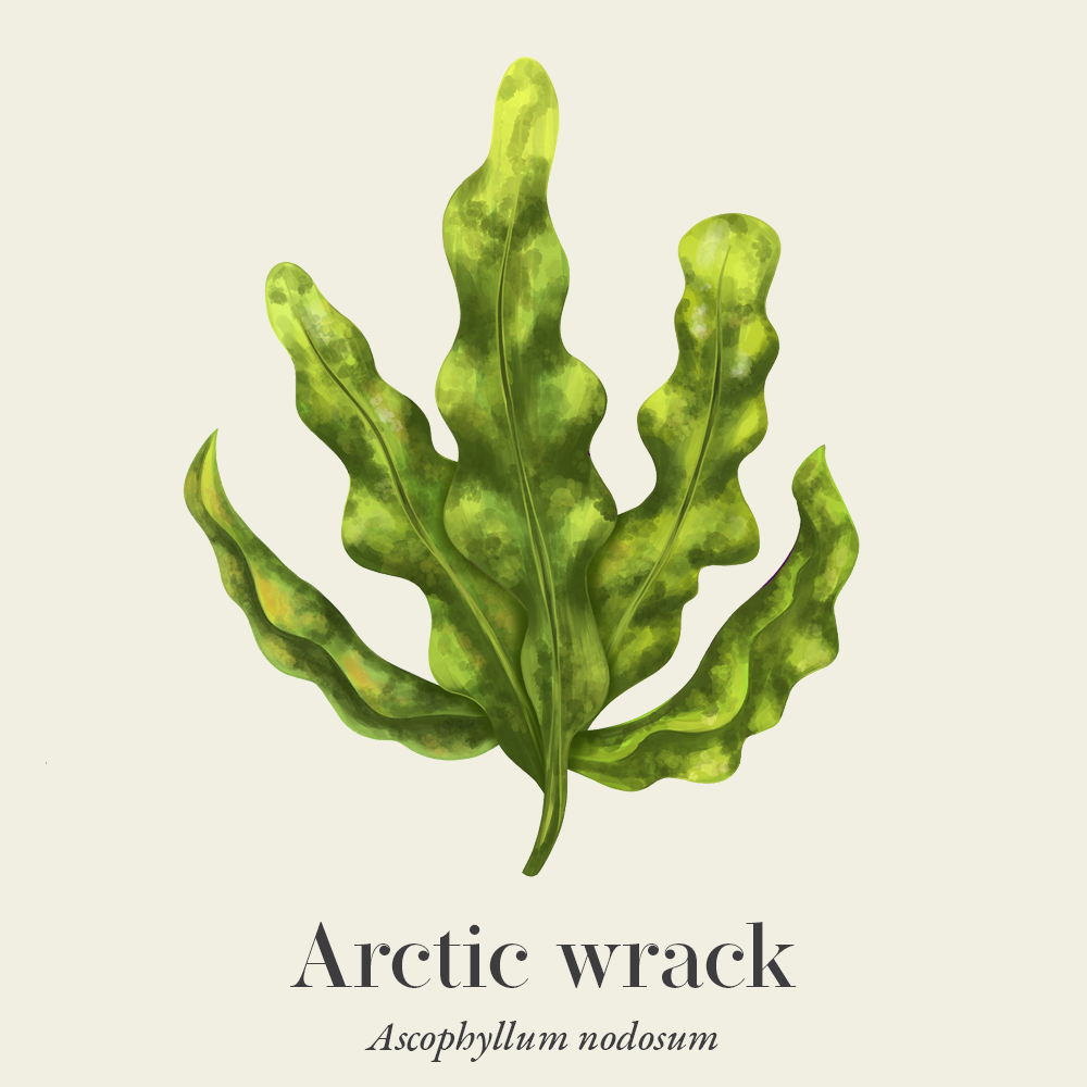 Arctic wrack (Ascophyllum nodosum)