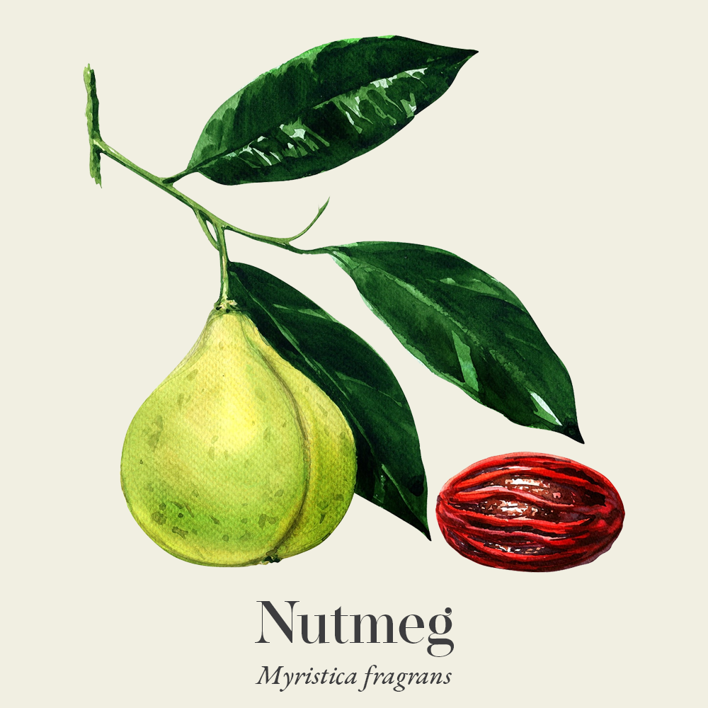Nutmeg (Myristica fragrans)