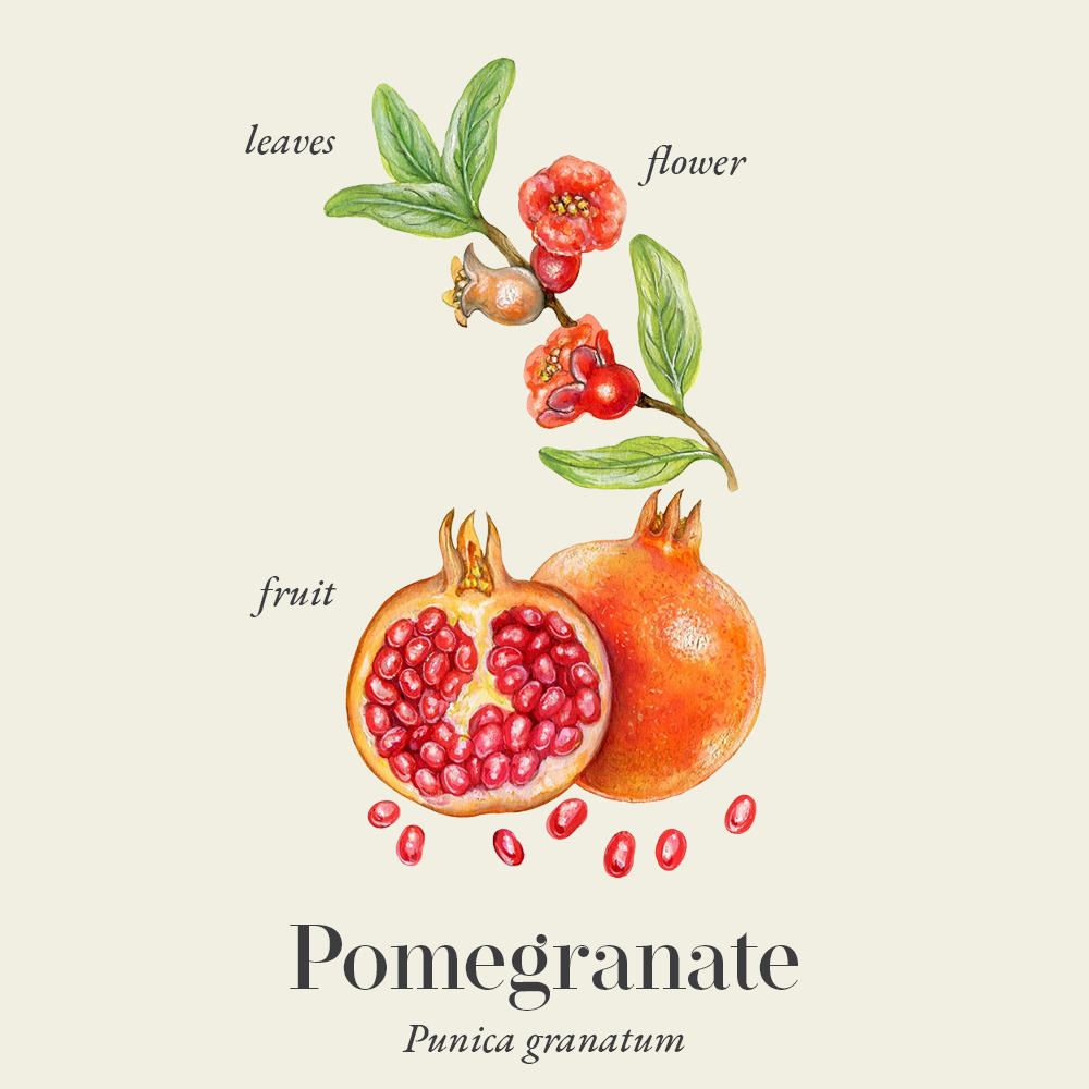 Pomegranate (Punica granatum)