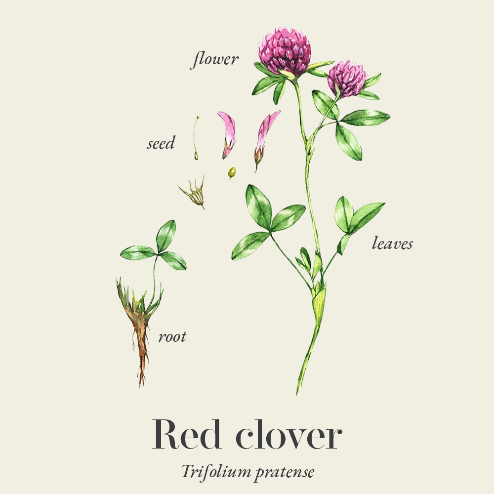 Red clover (Trifolium pratense)