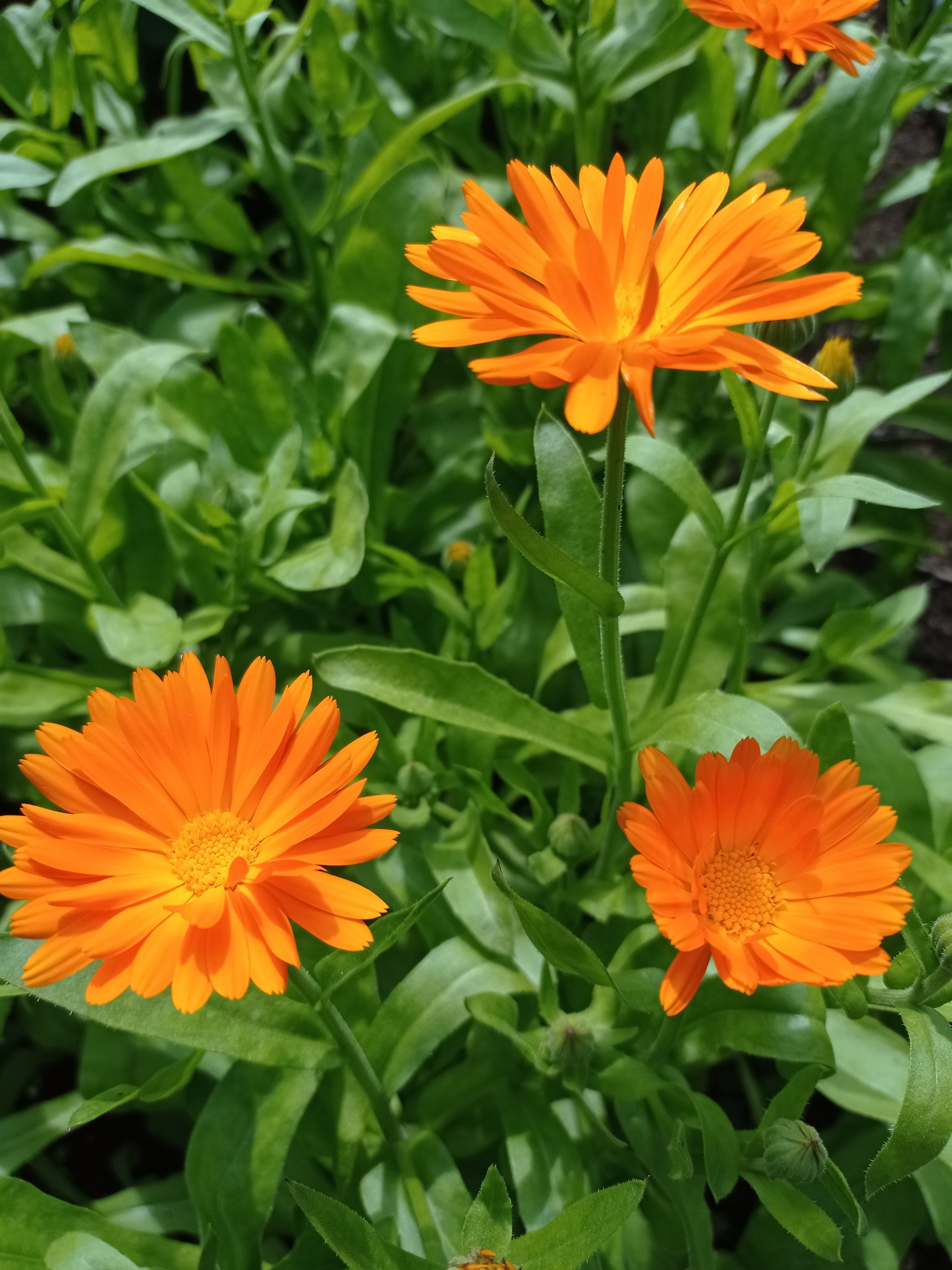 Calendula plant (Calendula officinalis)