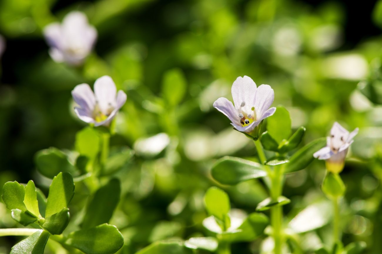 Brahmi (Bacopa monnieri)