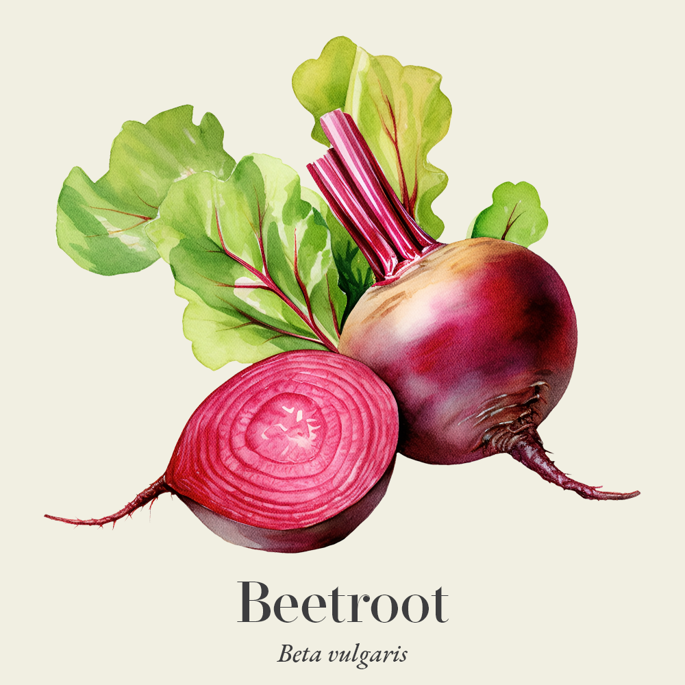 Beetroot (Beta vulgaris)