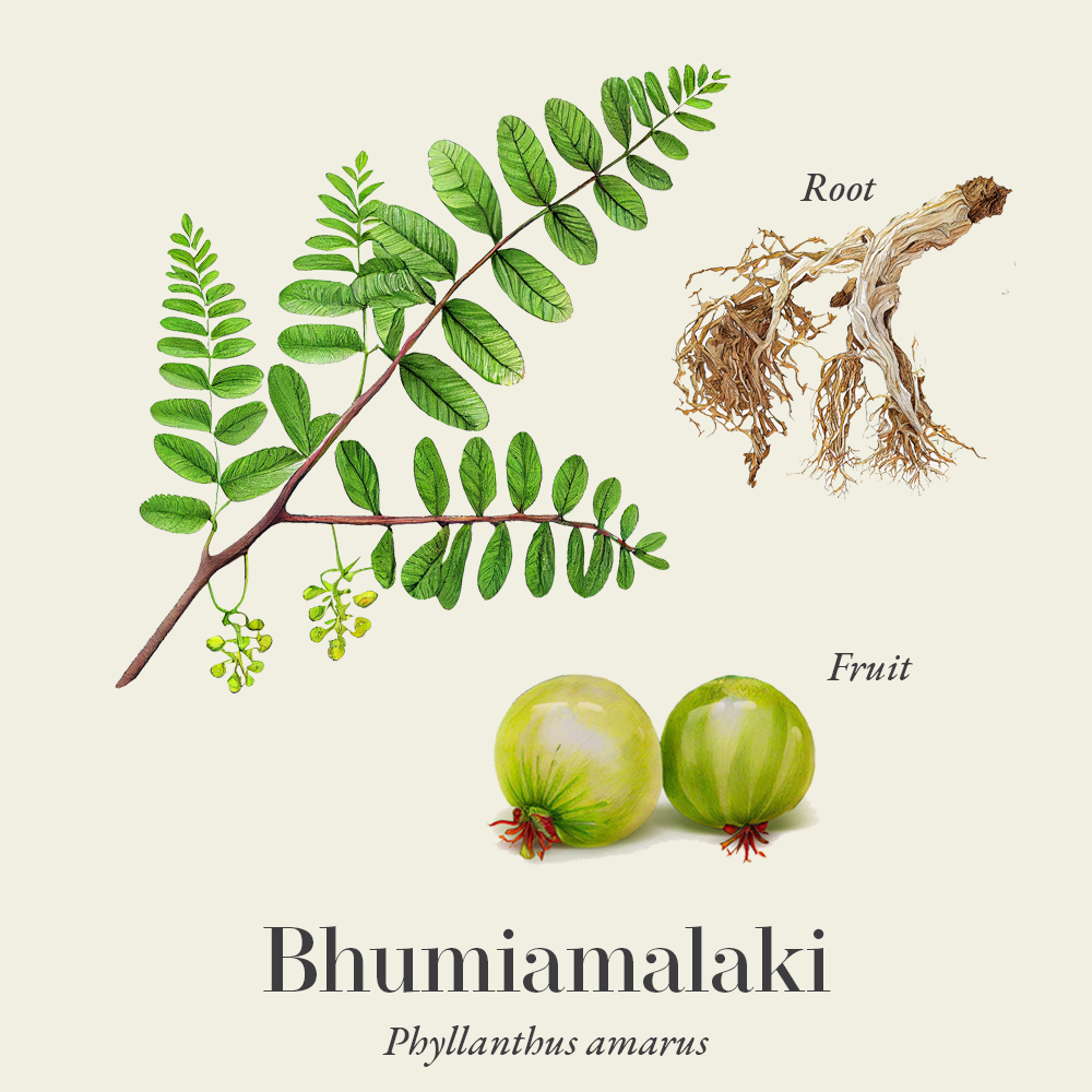 Bhumiamalaki (Phyllanthus amarus)