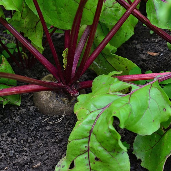 Beetroot (Beta vulgaris)