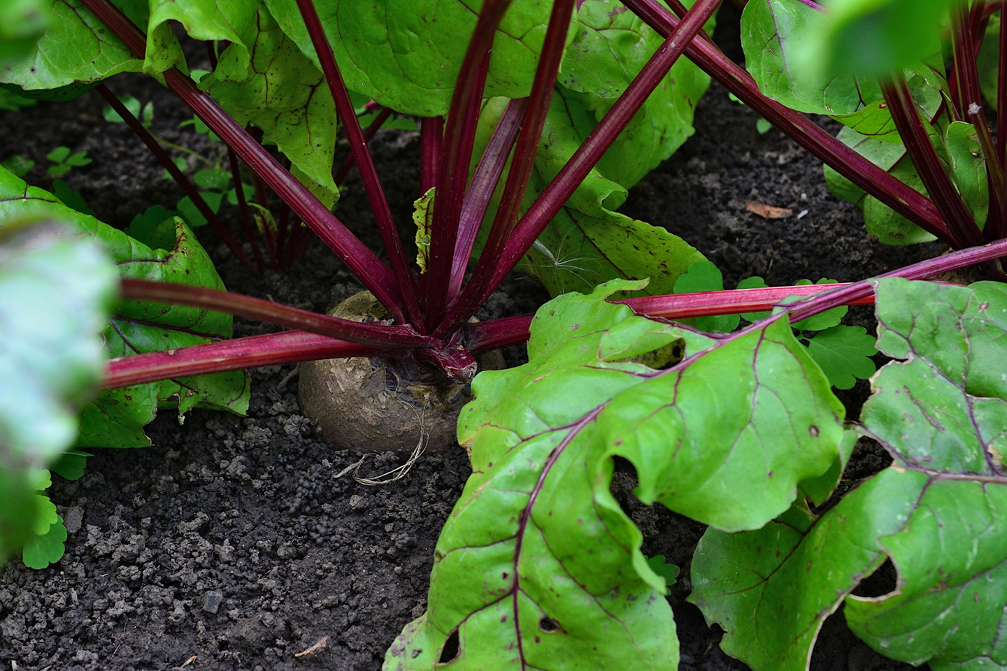 Beetroot