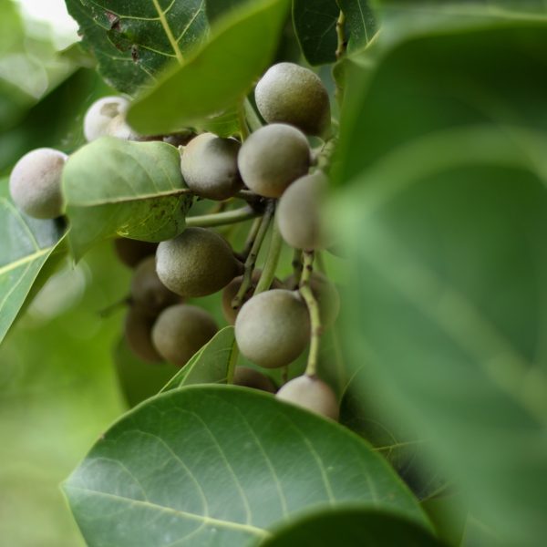 Bibhitaki (Terminalia belerica)