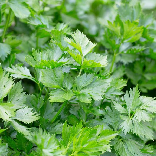 Celery (Apium graveolens)