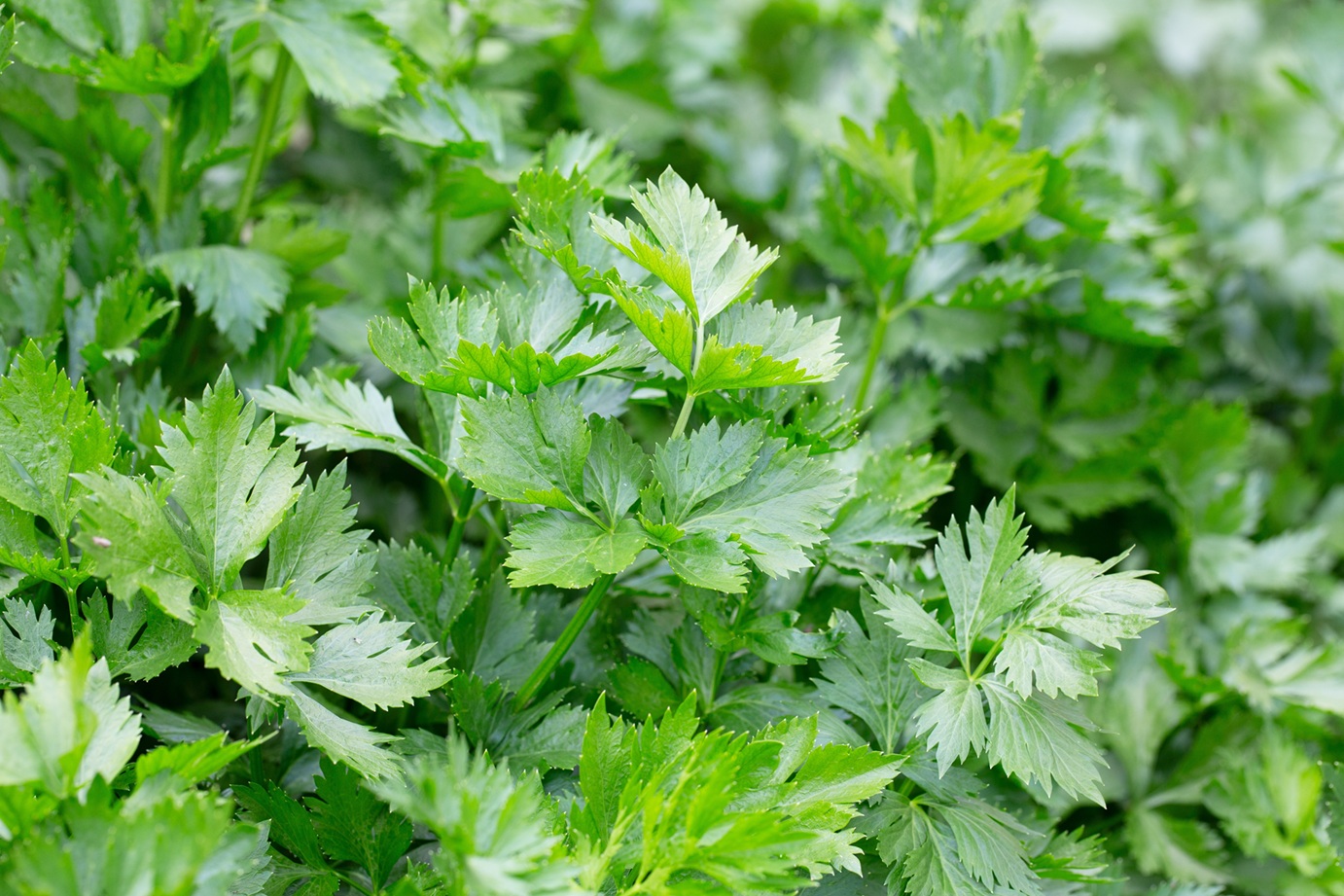 Celery