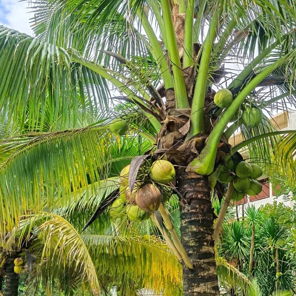 Coconut (Cocos nucifera)