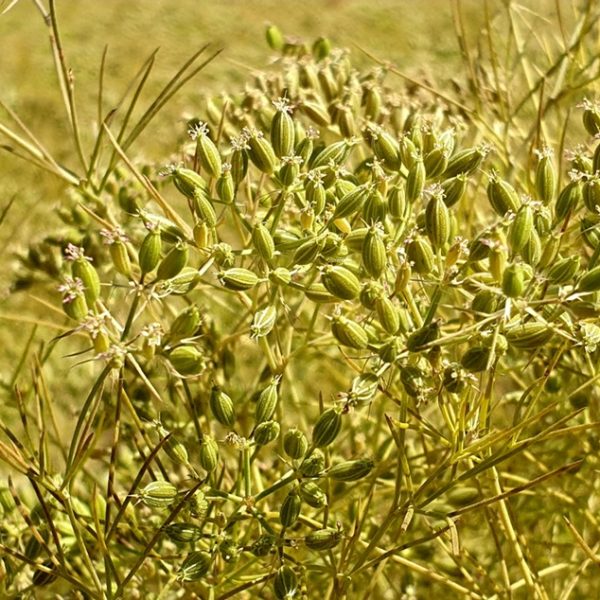Cumin (Sida cordifolia)