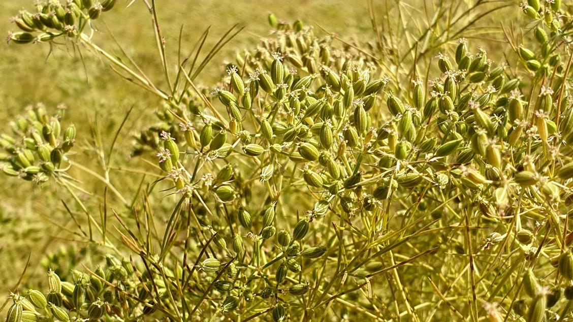 Cumin