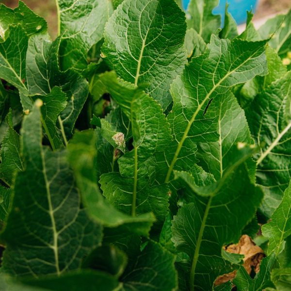 Horseradish (Amoracia rusticana)
