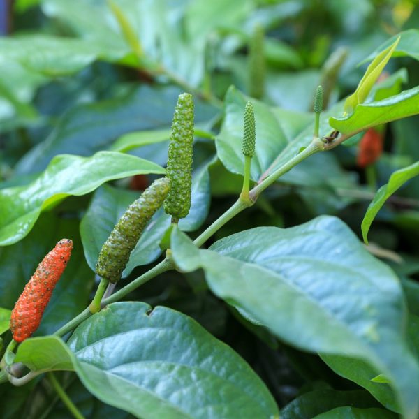 Long pepper (Piper longum)