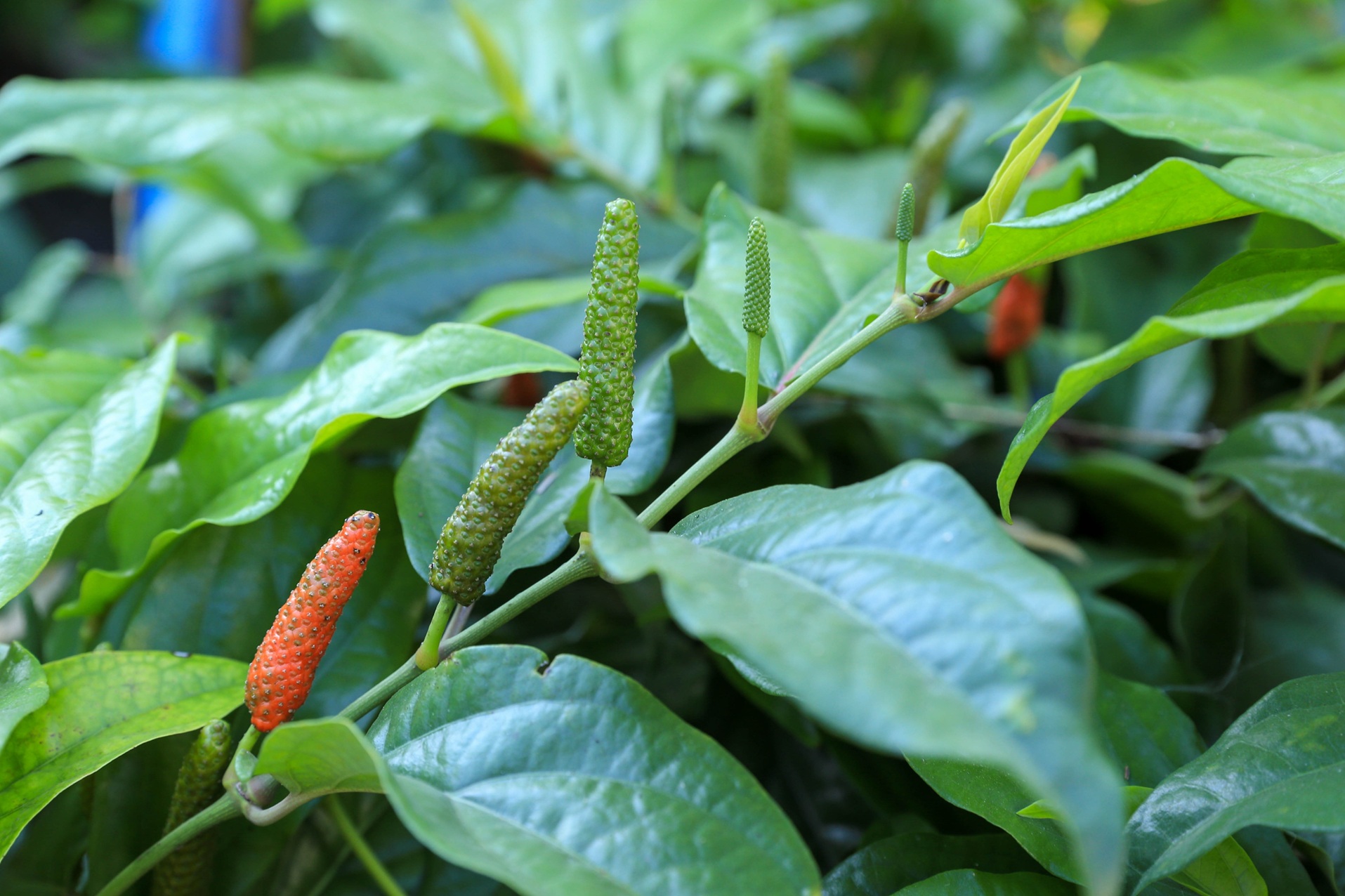 Long pepper