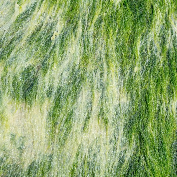 Spirulina (Arthrospira platensis)