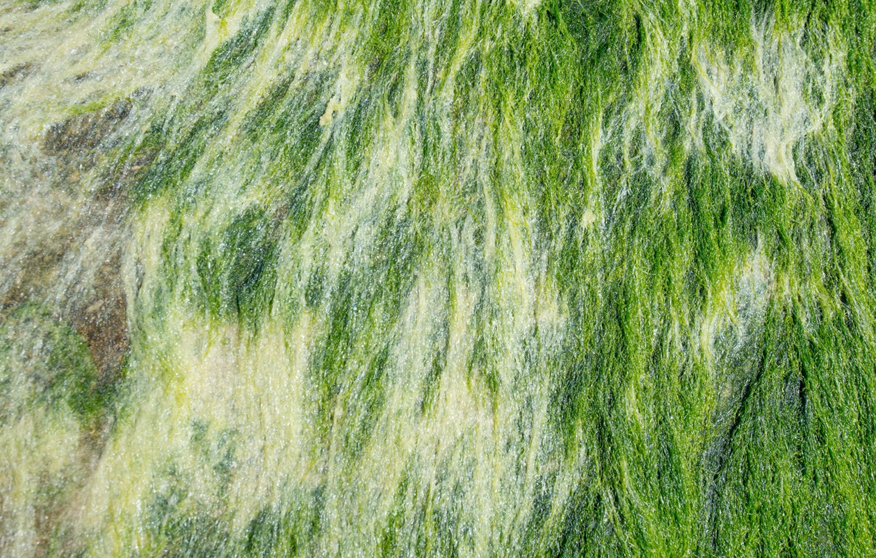 Spirulina
