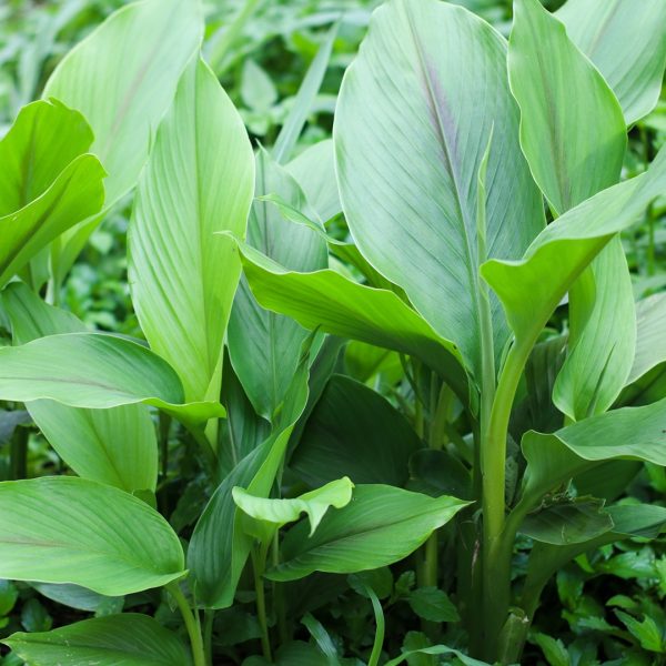 Turmeric (Curcuma longa)