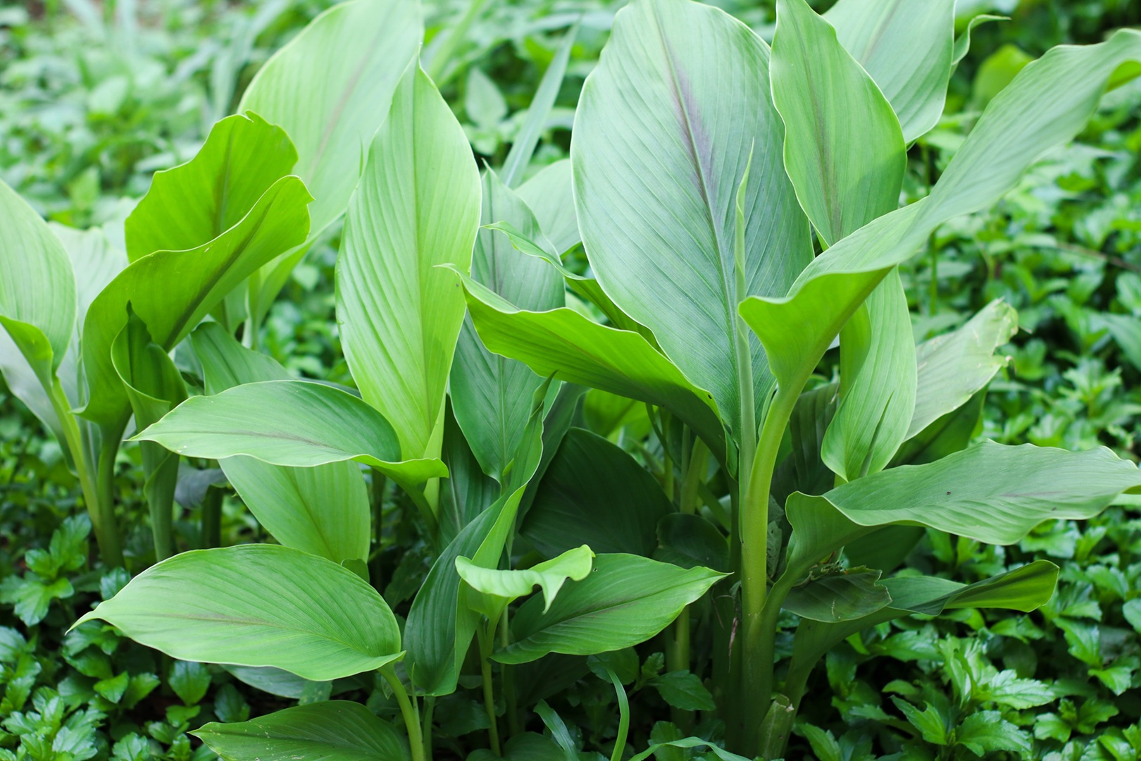 Turmeric