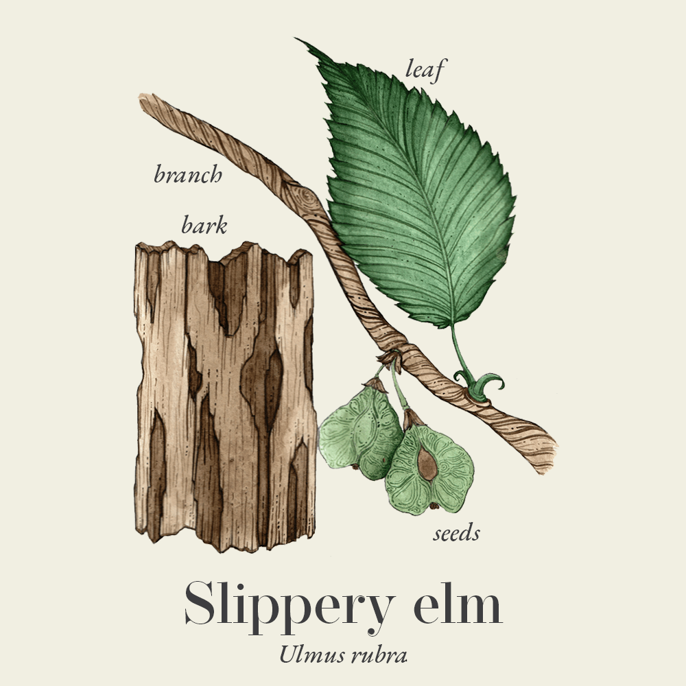 Slippery elm (Ulmus rubra)