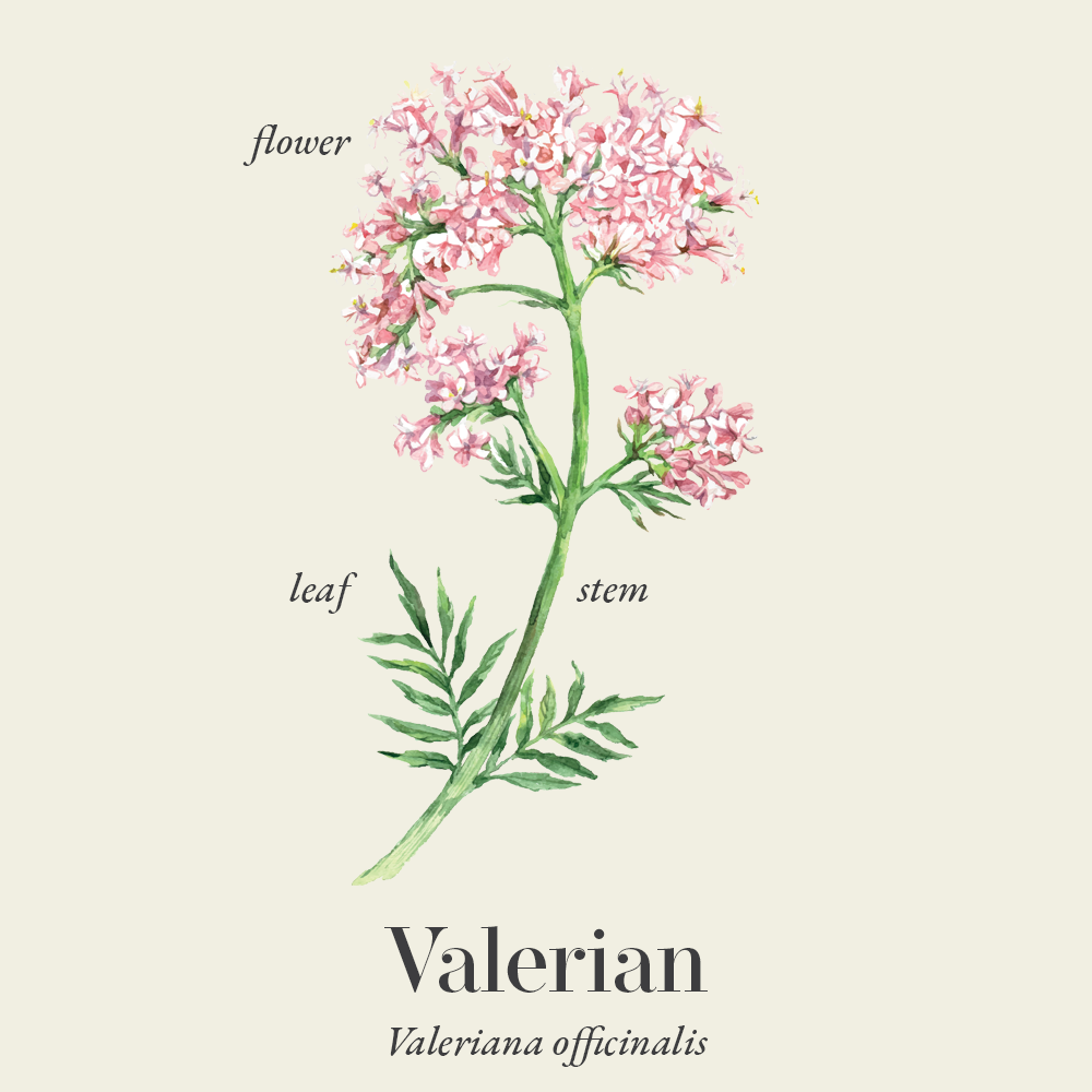 Valerian (Valeriana officinalis)